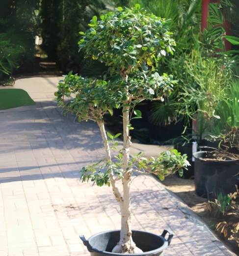 Ficus Microcarpa High Ginsenge