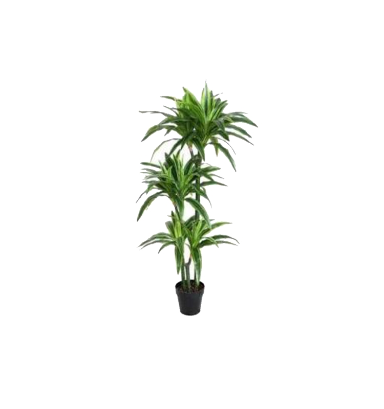 Dracaena  Lemon Lime       150 cm