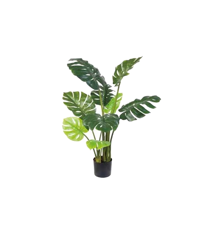 Monstera big leaved  bush  80 cm