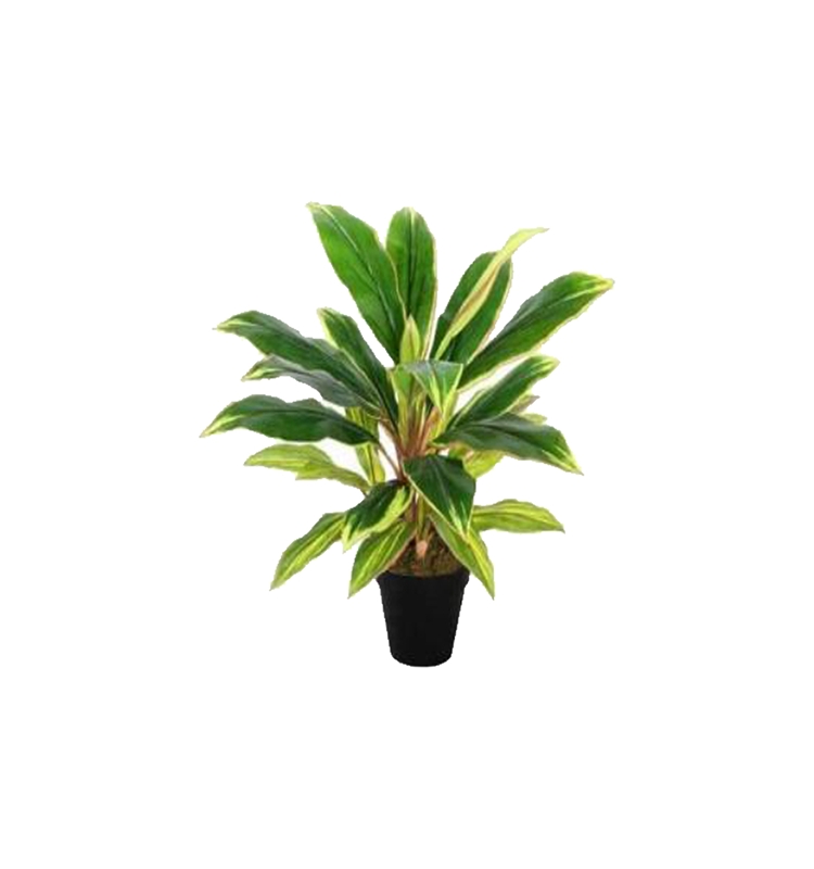 Dracaena L lime head  65 cm high