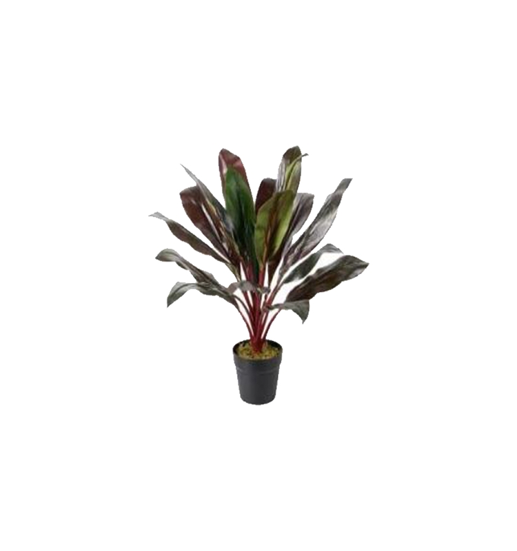 Cordyline KIWI       60 cm high