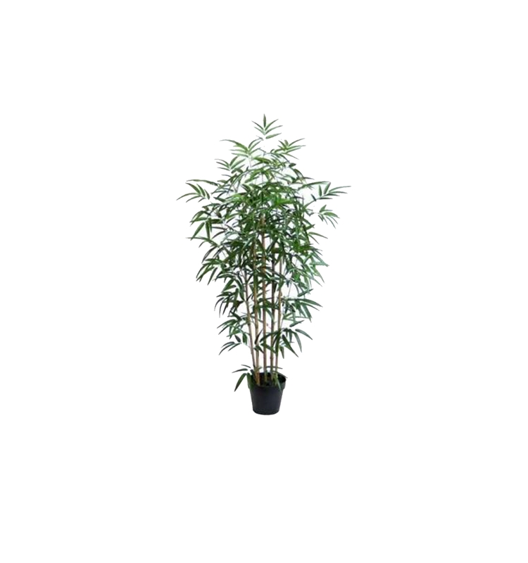 Bamboo  Plants     80 cm high