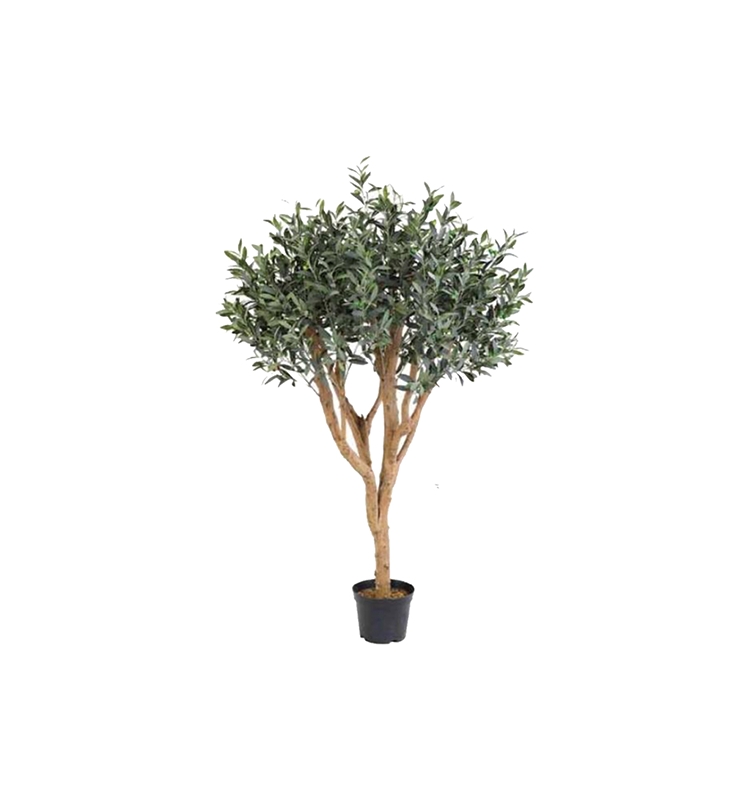 Olive  plant  180 cm high