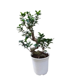 Ficus Bonsai