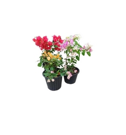 Bougainvillea Assorted ( per piece)