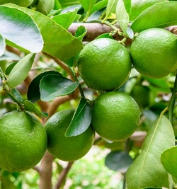 Citrus Latifolia