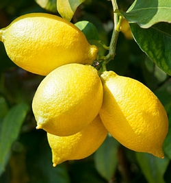 Citrus Lemon