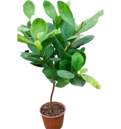 Ficus Panda