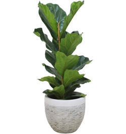 Image of Ficus Lyrata (Fiddle fig)