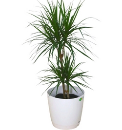 Dracaena Marginata 2pp