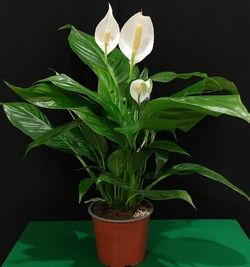 Spathiphyllum (peace Lily)-60cm