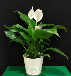 Spathiphyllum (peace Lily) 60cm in ceramic pot