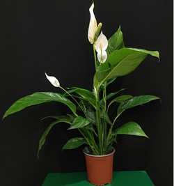 Spathiphyllum (peace Lily)-80cm