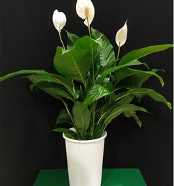 Spathiphyllum (Peace Lily)-80cm