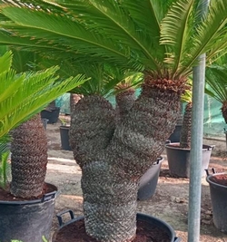 Cycas Revoluta