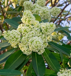 Alstonia Scholaris