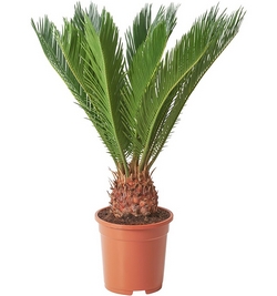 Cycas Revoluta