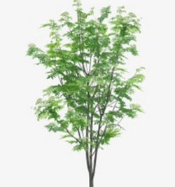 Azadirachta Indica - Neem