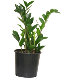 zamioculcas zamifolla (zz plant)