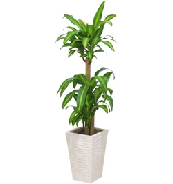 Dracaena Massangeana 3pp white ceramic planter