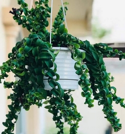 Aeschynanthus Rasta (Lipstick plant)