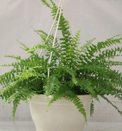 Nephrolepis(Fern)