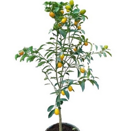 Citrus Kumquat