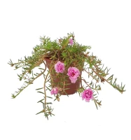 Portulaca Grandiflora