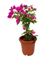 Bougainvillea pink