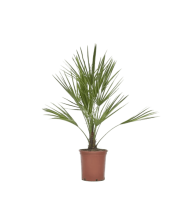 Chamaerops Humilis