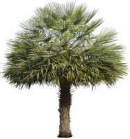 Copernicia Alba Wax Palm