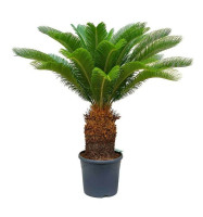 Cycas Revoluta