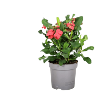 Euphorbia Red