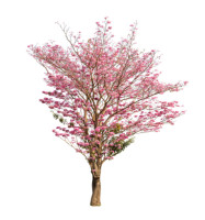 Tabebuia Rosea