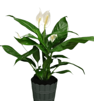 Spathiphyllum (peace Lily)