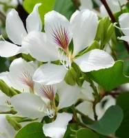 Bauhinia  Alba