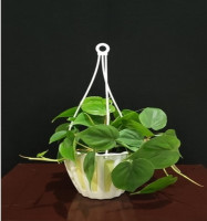 Heartleaf philodendron