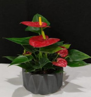 Anthurium  in Ceramic Pot