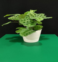 Maranta leuconeura Plant in Ceramic Pot