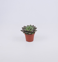 Echeveria succulent