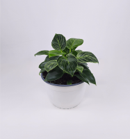 Philodendron white wave