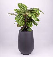 Calathea makoyana w/lanark planter