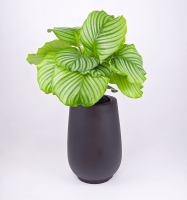 Calathea orbifolia w/lanark planter