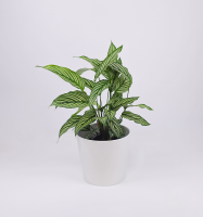 calathea majestica w/ceramic pot