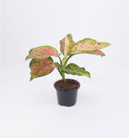 Aglaonema Red Valentine