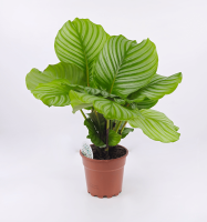 Calathea orbifolia