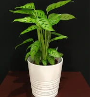 Calathea in Ceramic Pot