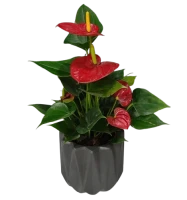 Anthurium  in Ceramic Pot