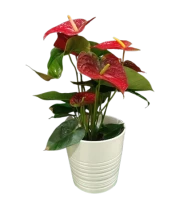 Anthurium