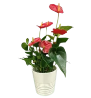 Anthurium